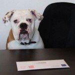 Professional_Dog